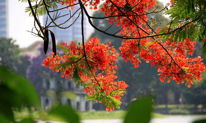Hoa Phượng