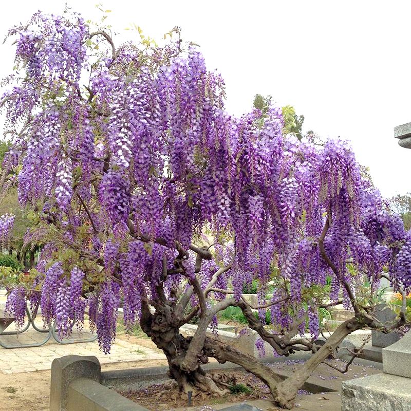 Hoa Tử Đằng