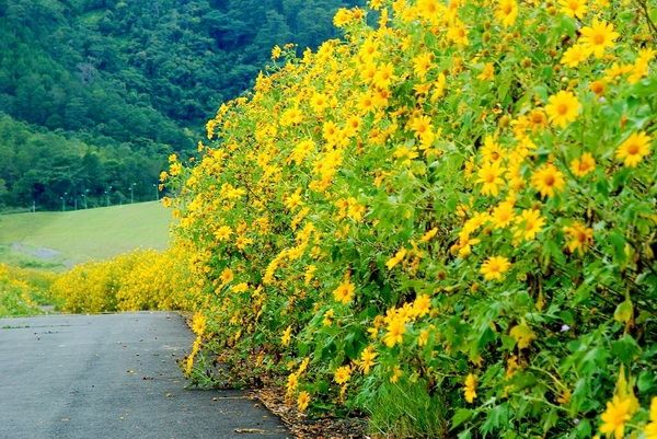 Mùa thu - Mùa dã quỳ sáng bừng sức sống