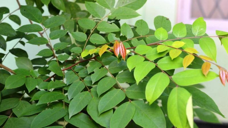 Lá khế