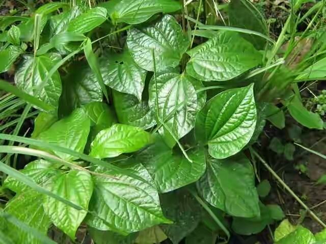Lá lốt