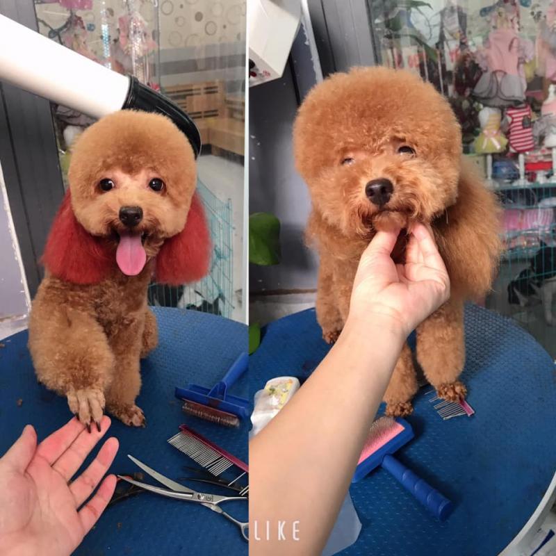 Làm đẹp cún yêu Đà Nẵng- Grooming, spa, cạo, cắt tỉa.