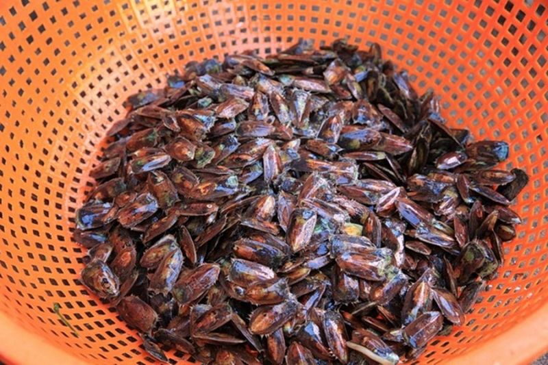 Làng nghề làm mắm cà xỉu