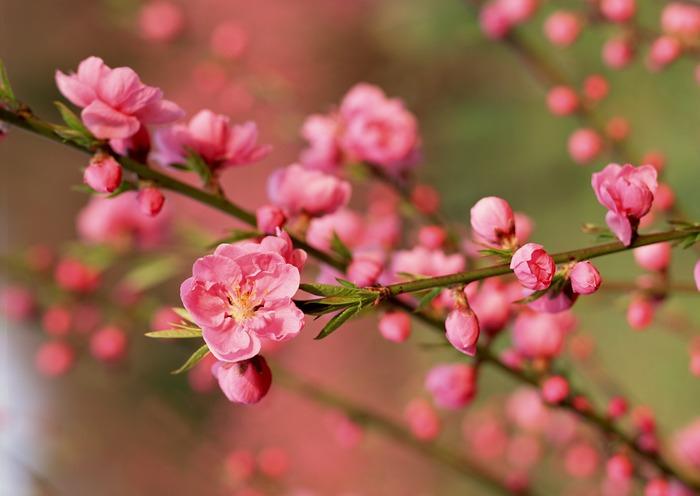 Stt về tết hay và ý nghĩa số 8