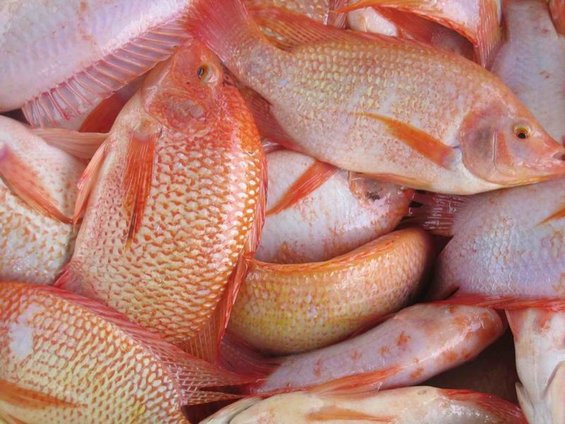 Liều lượng thức ăn cho cá diêu hồng