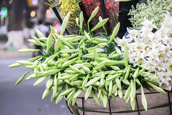 Loa kèn gõ cửa tháng tư