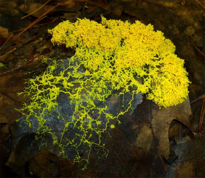 Physarum polycephalum còn có tên là nấm nhầy