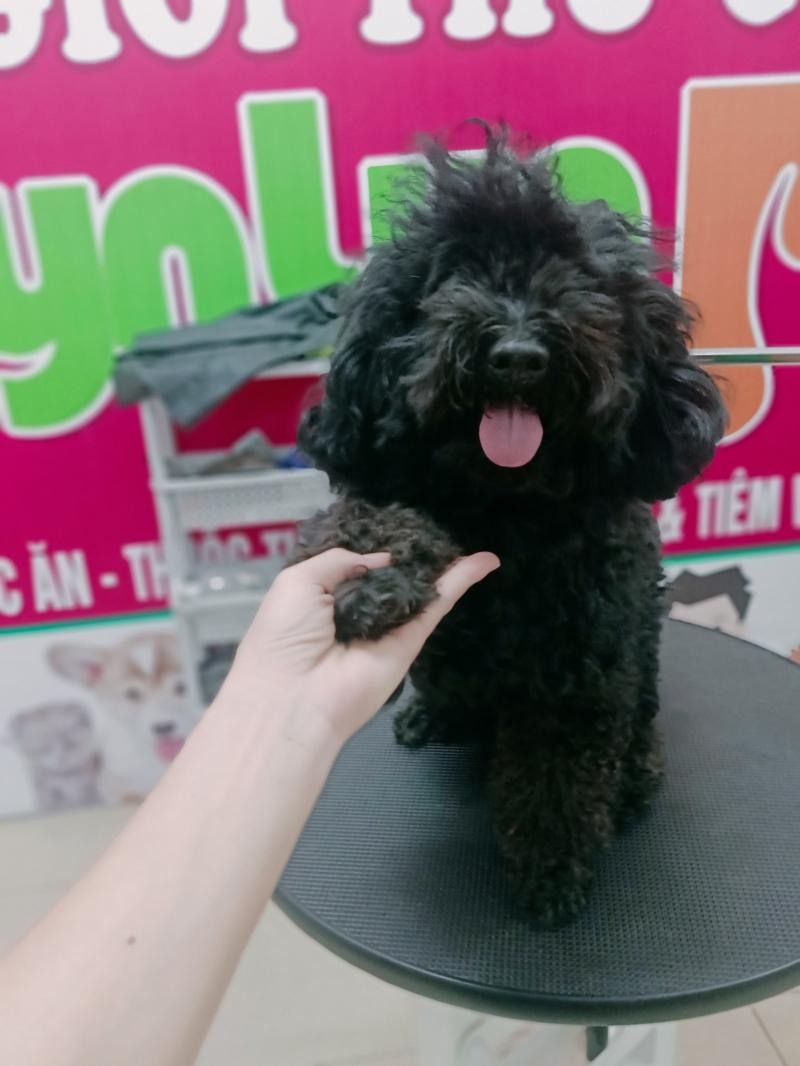 LynLyn Pet shop
