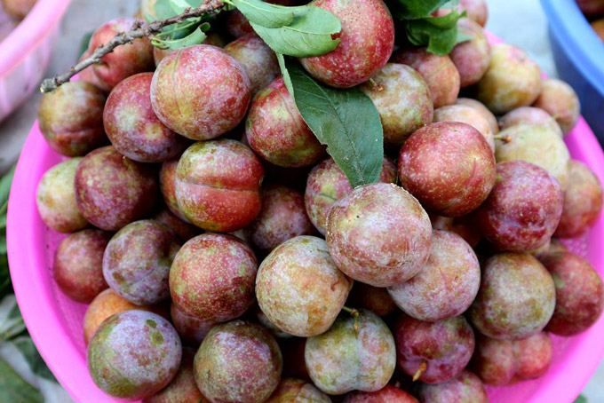 Mận tam hoa Tây Bắc