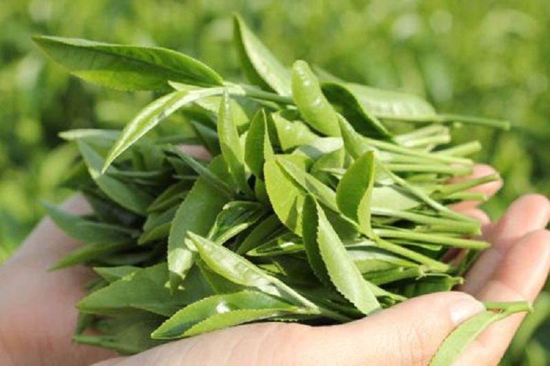 Chữa viêm đường tiết niệu bằng lá trà xanh