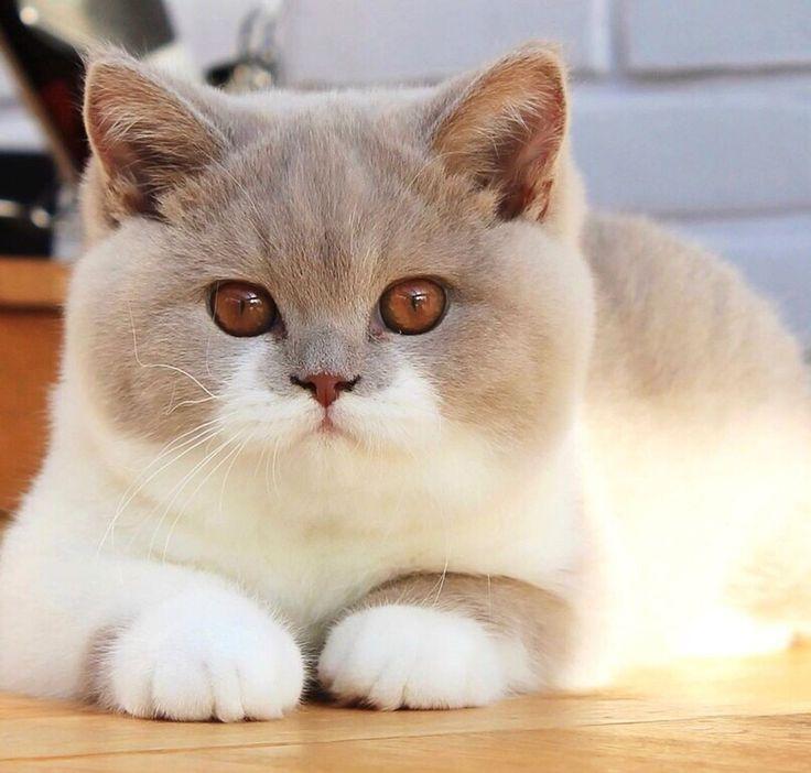 Petxinh.net