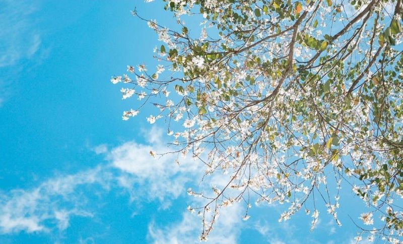 Mộc Châu: Tháng 3 – Hoa ban nở trắng trời