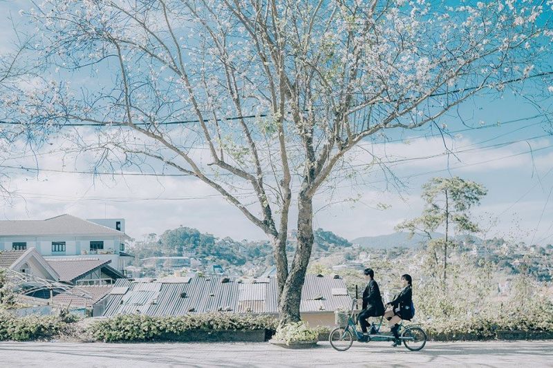 Mùa hoa Ban Trắng ở Đà Lạt