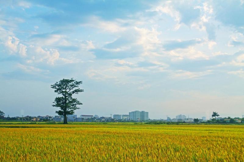 Nắng ấm quê tôi Thái Bình