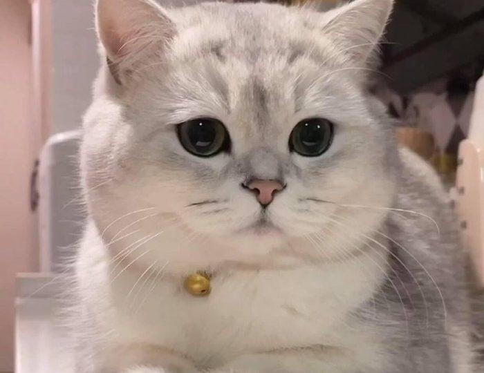 Ngoại hình của mèo Anh lông ngắn