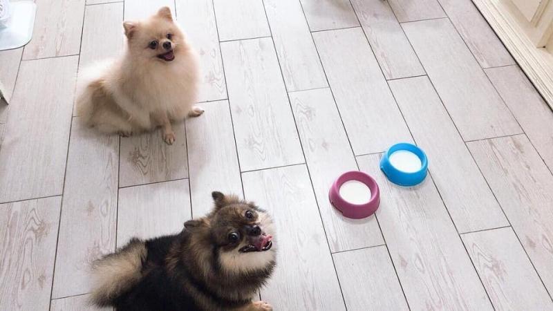 Nhà Pet
