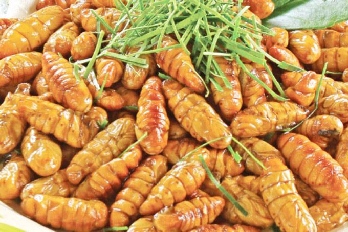 Nhộng ông rừng