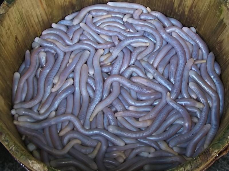 Sá sùng tươi ngon mới bắt
