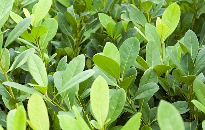 Cây Yerba Mate
