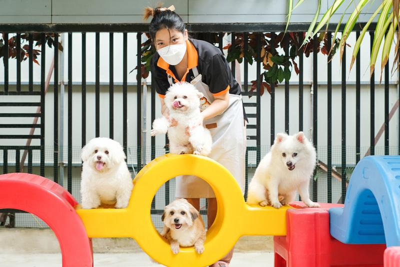 Pet Station VN