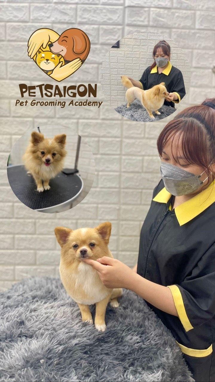Petsaigon.vn