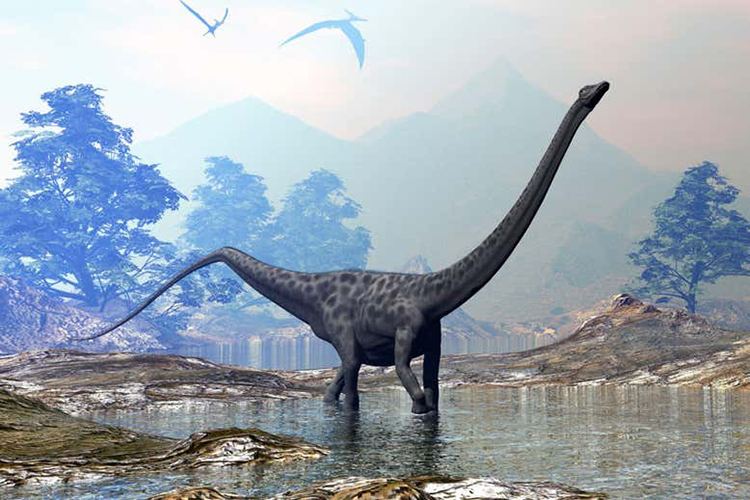 Phần xương cổ của Mamenchisaurus