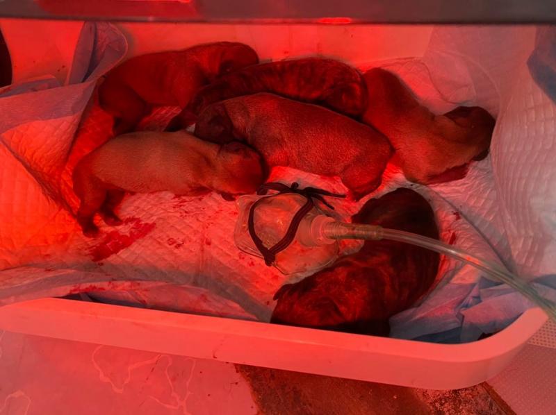 Phòng khám thú y Blue Petcare