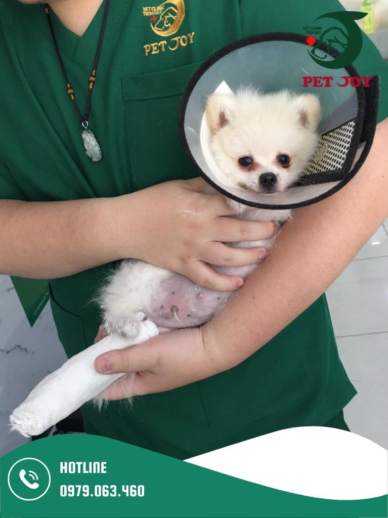 Phòng Khám Thú Y Pet Joy
