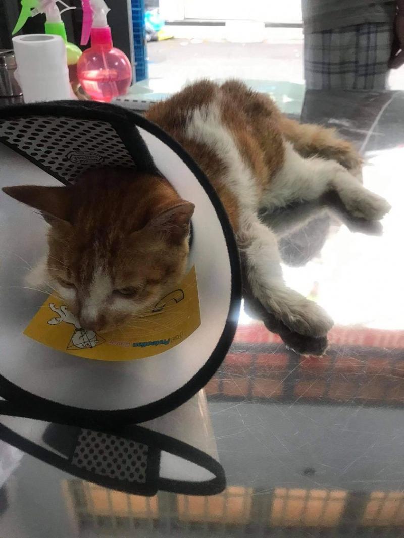 Phòng Khám Thú Y Trường Sa