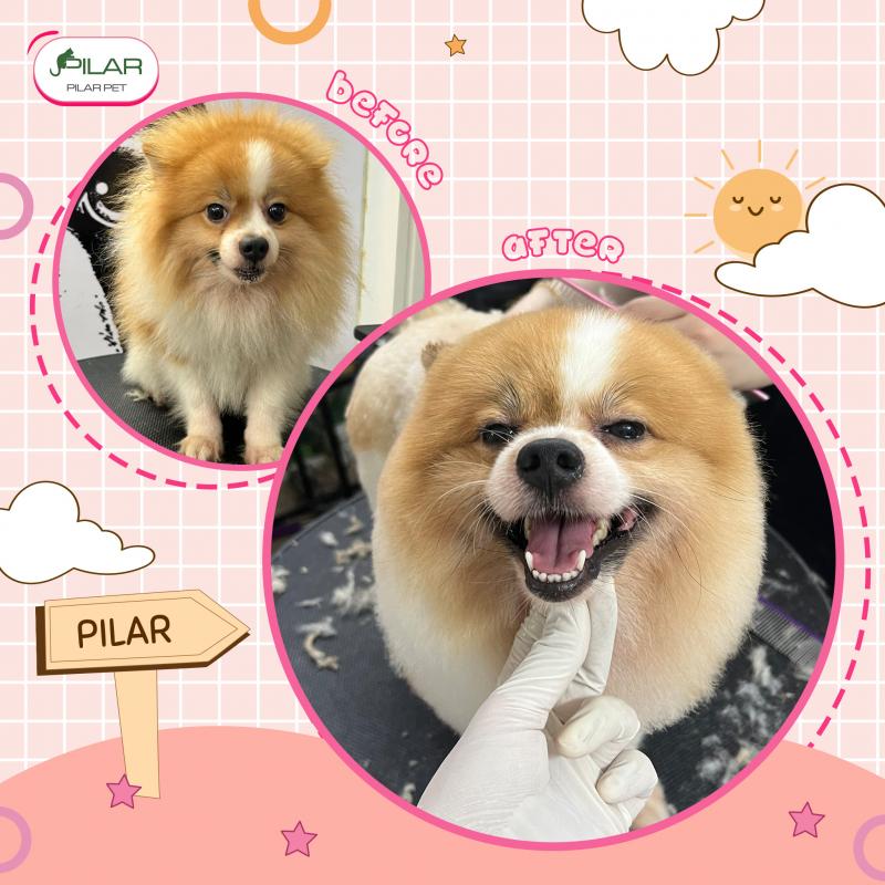 Pilar Pet