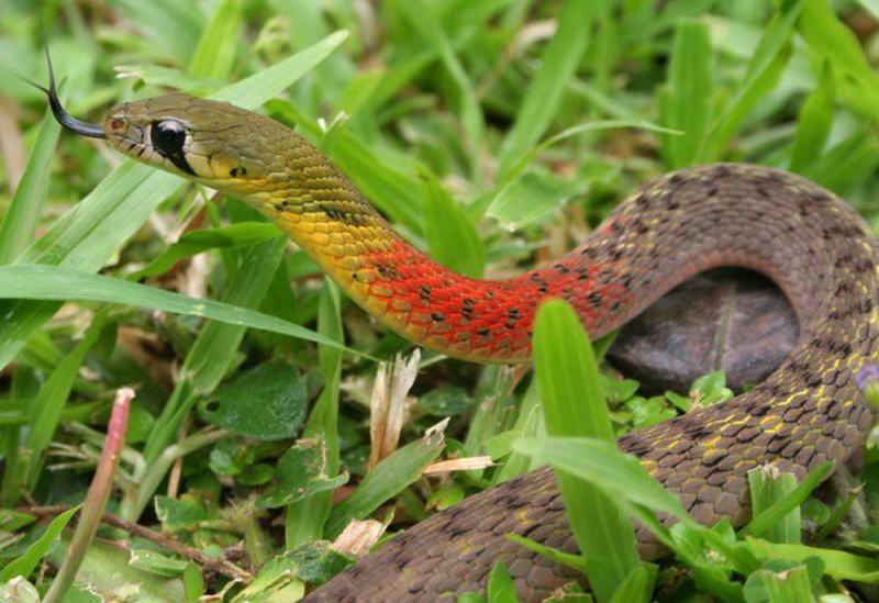 Rắn hoa cỏ