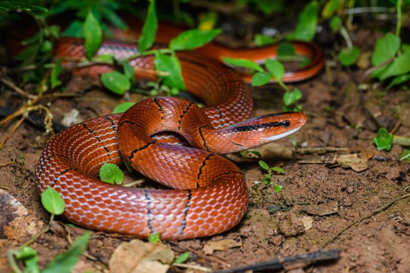 Rắn sọc đốm đỏ - Oreocryptophis porphyraceus