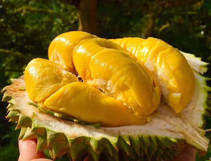 Tại sao sầu riêng có mùi hôi?