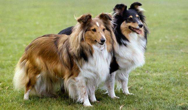 Chó Shetland Sheepdog