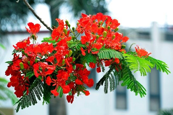 Hình minh họa