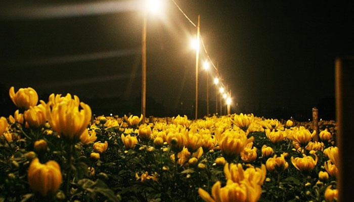 Sử dụng đèn LED