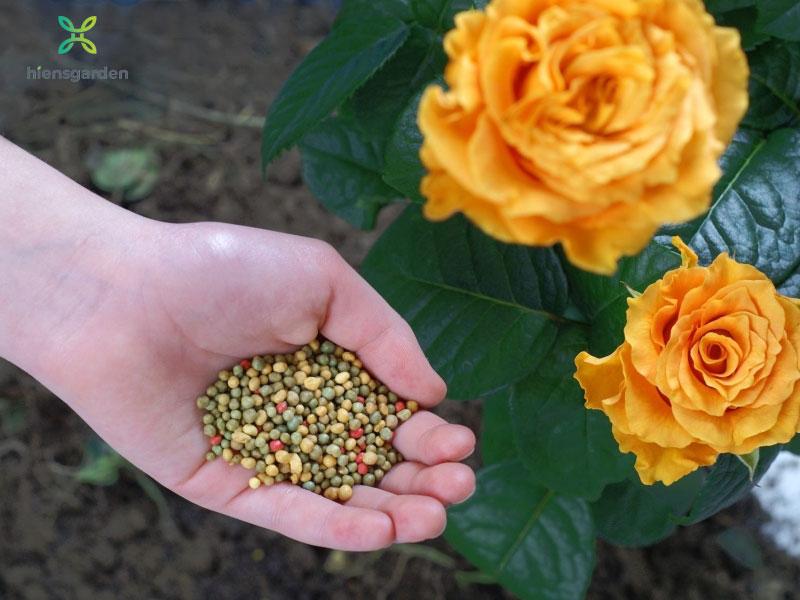 Sử dụng phân bón chuyên dụng