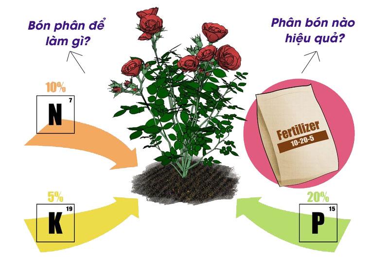 Bón phân hiệu quả