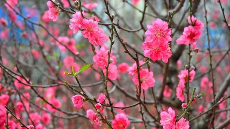Những bông hoa đỏ rực rỡ gặp hơi xuân nở bung ra. Cành nào cũng chi chít hoa. Mỗi bông hoa thường có rất nhiều lớp cánh xếp chồng lên nhau quây quần, đoàn tụ