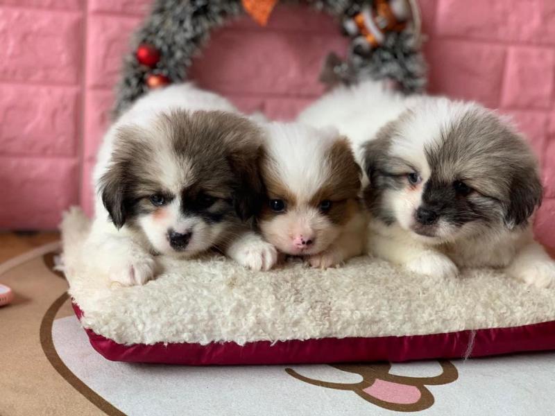 Thế Giới Thú Cưng Đà Nẵng