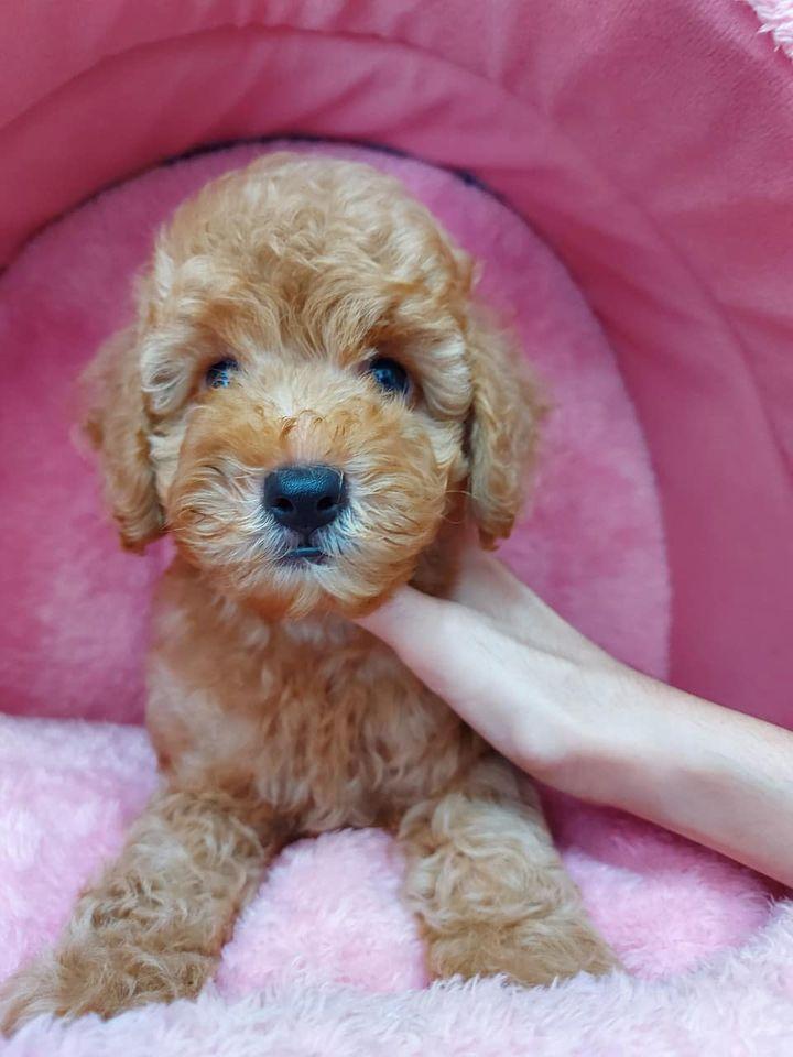 Thế Giới Thú Cưng Đà Nẵng