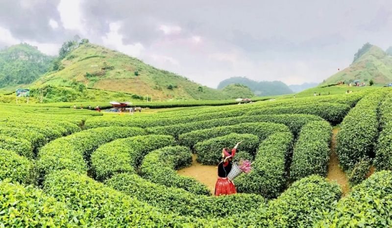 Thời điểm lý tưởng để du lịch Mộc Châu