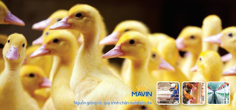 Tập đoàn Mavin