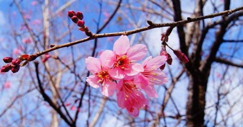 Bài văn tả cảnh một buổi sáng mùa xuân số 7