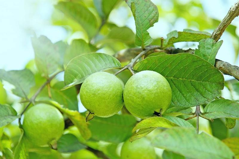 Hương ổi vườn bà