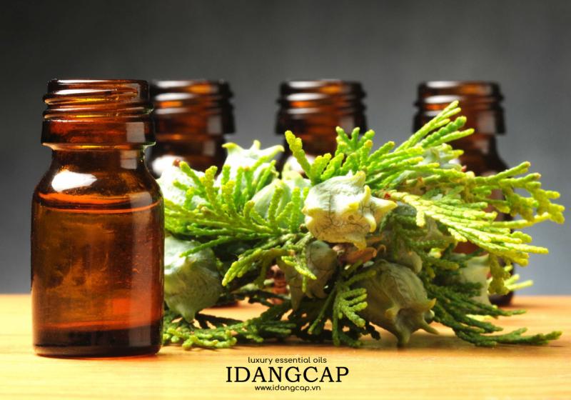 Tinh Dầu Hoàng Đàn (Ngọc Am) Nguyên Chất – Cypress Wood Essential Oil
