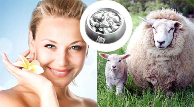 Tiêm tế bào phôi thai cừu nhằm duy trì sự trẻ trung