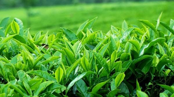 Trà xanh kháng khuẩn cao, trị gàu hiệu quả