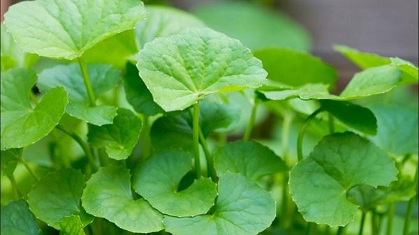 Trị mụn từ rau má