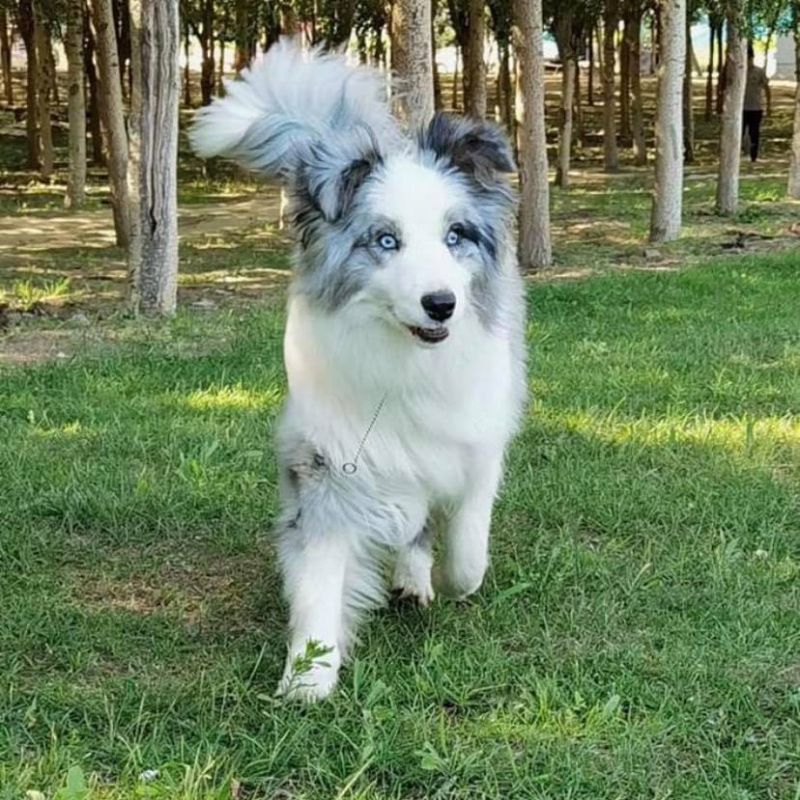 Tuấn Anh Border Collie